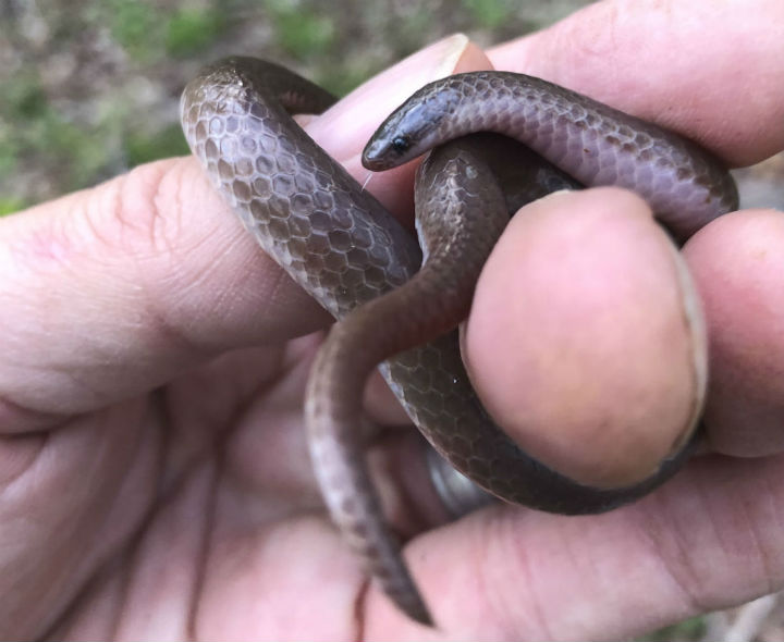 Worm Snake